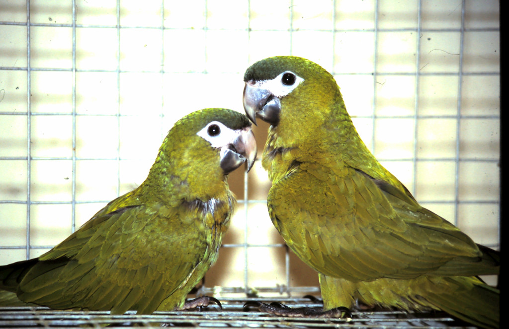 View of Hahn's Macaw Fact Sheet - Northern Parrots