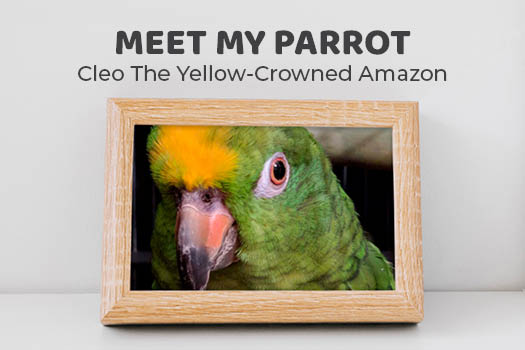 Meet My Parrot: Cleo the Yellow-crowned Amazon - Northern Parrots
