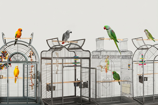 Open Top Parrot Cages | Products Review and How To Use Guide - Northern ...