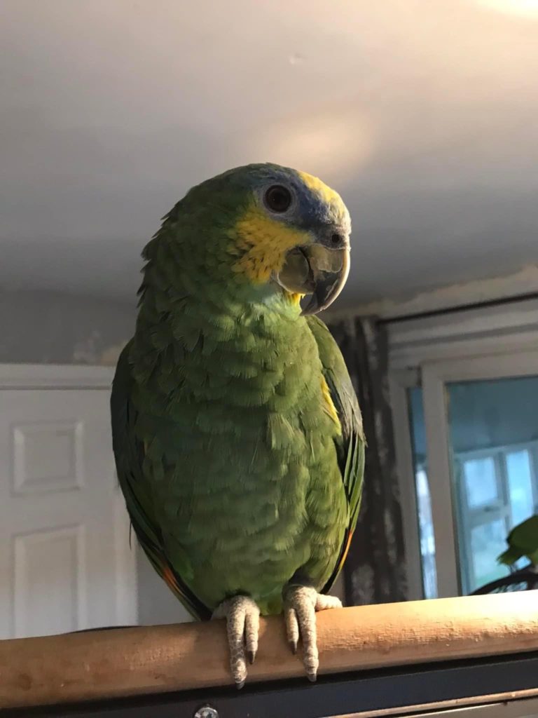 Parrots Looking For New Home From Feather Tails Parrot Rescue