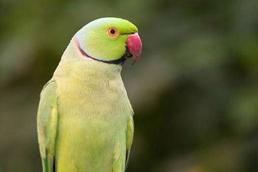 File:Rose-ringed Parakeet RWD.jpg - Wikipedia