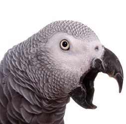 How Long Do Parrots Really Live - Northern Parrots