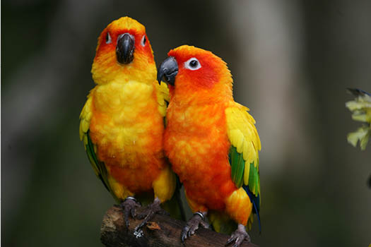 Conure Pictures | Download Free Images on Unsplash