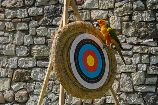 Target Training by Sara Houston - Northern Parrots