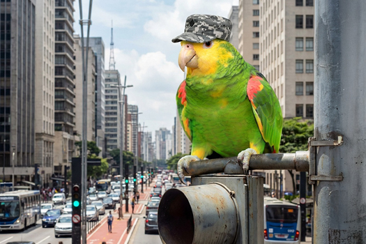 Picture of Urban Jungle Parrots - Northern Parrots