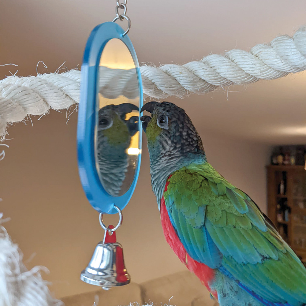 An image of Mirror Parrot Toy
