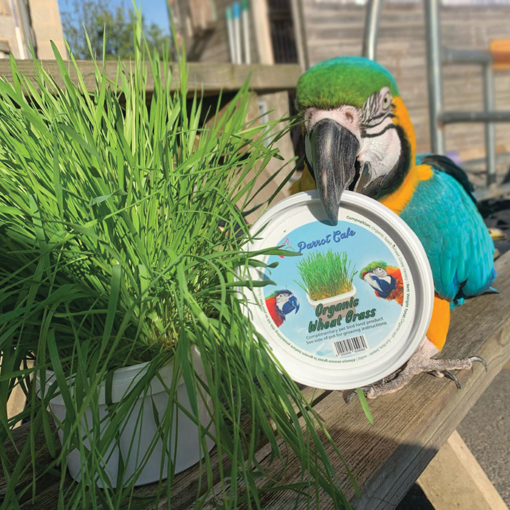 An image of Parrot Cafe Organic Wheat Grass Parrot Treat - Grow Your Own