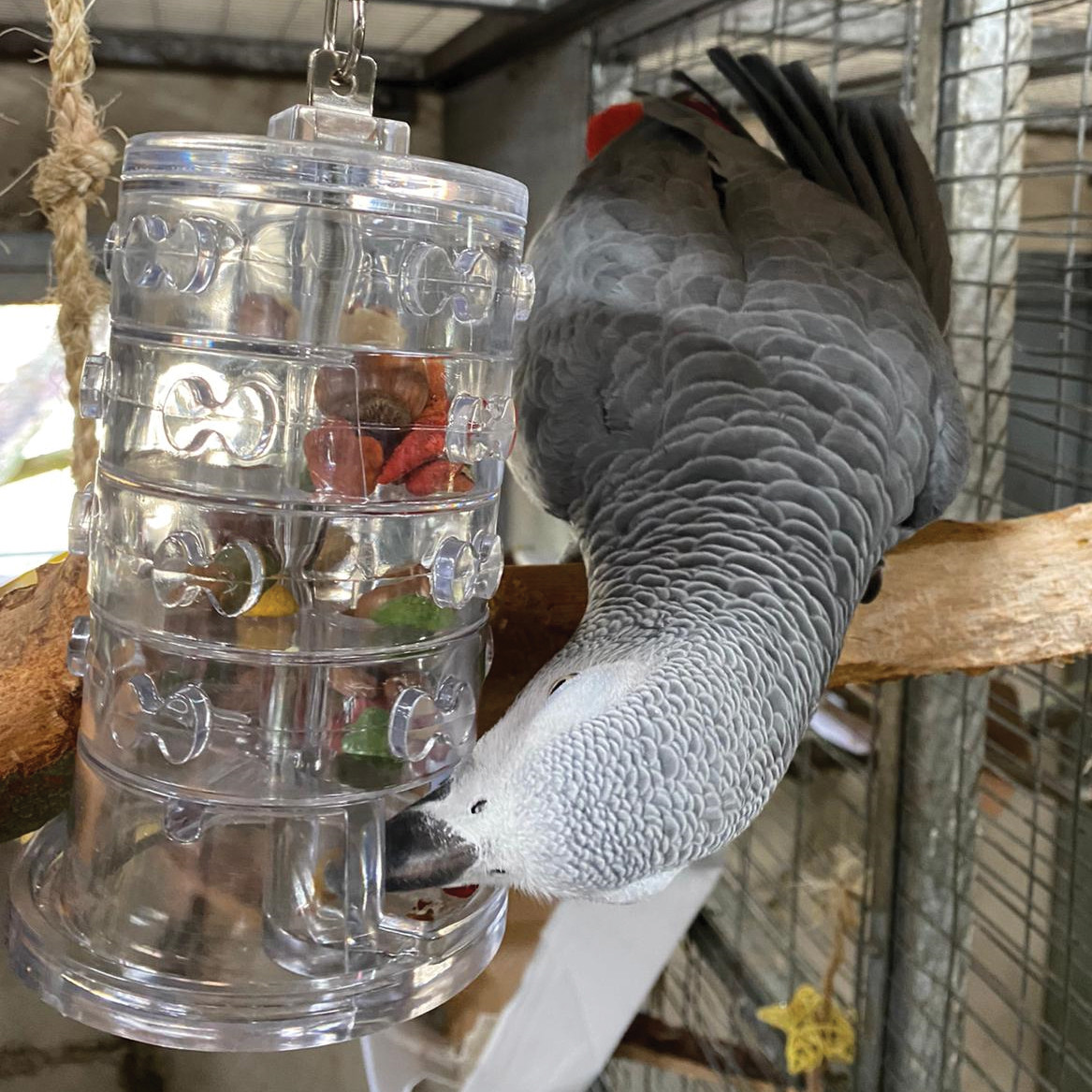 An image of Rings of Fortune - Advanced Foraging Toy for Parrots