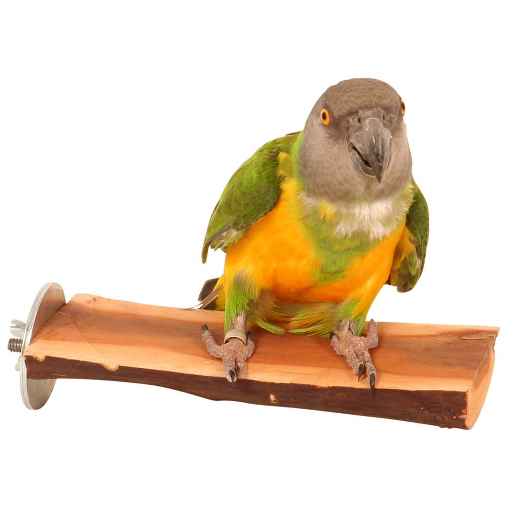 An image of Manzanita Flat Parrot Perch - Small