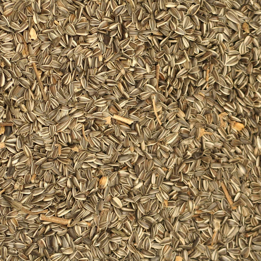 An image of Johnston and Jeff Medium Striped Sunflower Seed 10kg