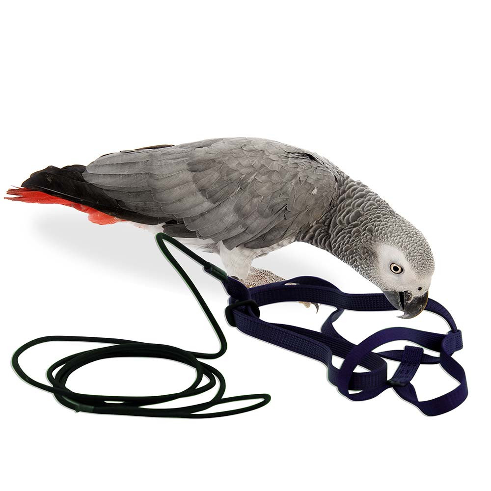 An image of The Aviator Parrot Harness - Medium Red
