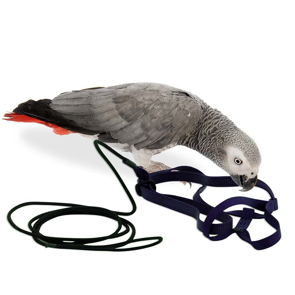 An image of The Aviator Parrot Harness - Medium Silver