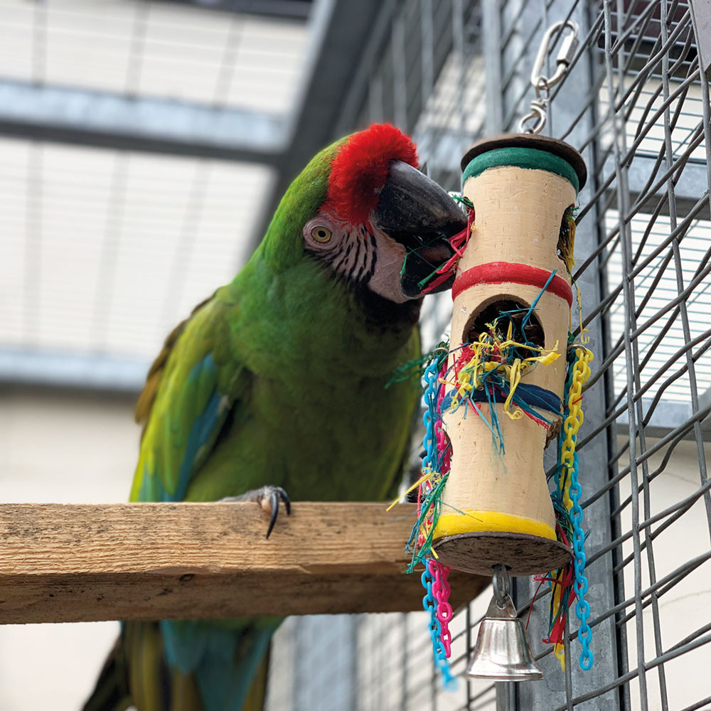 An image of Foraging Barrel Parrot Toy