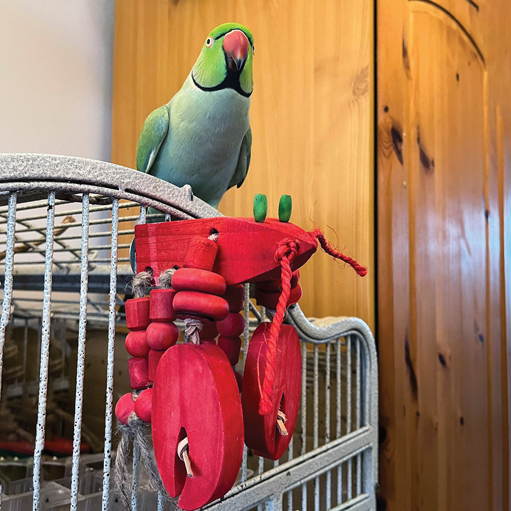 An image of Jimmy the Lobster Play Perch Parrot Toy