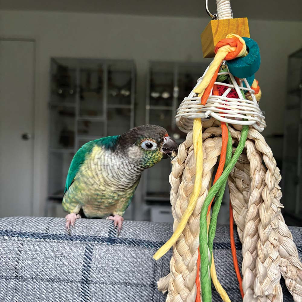 An image of Apollo Parrot Toy Small