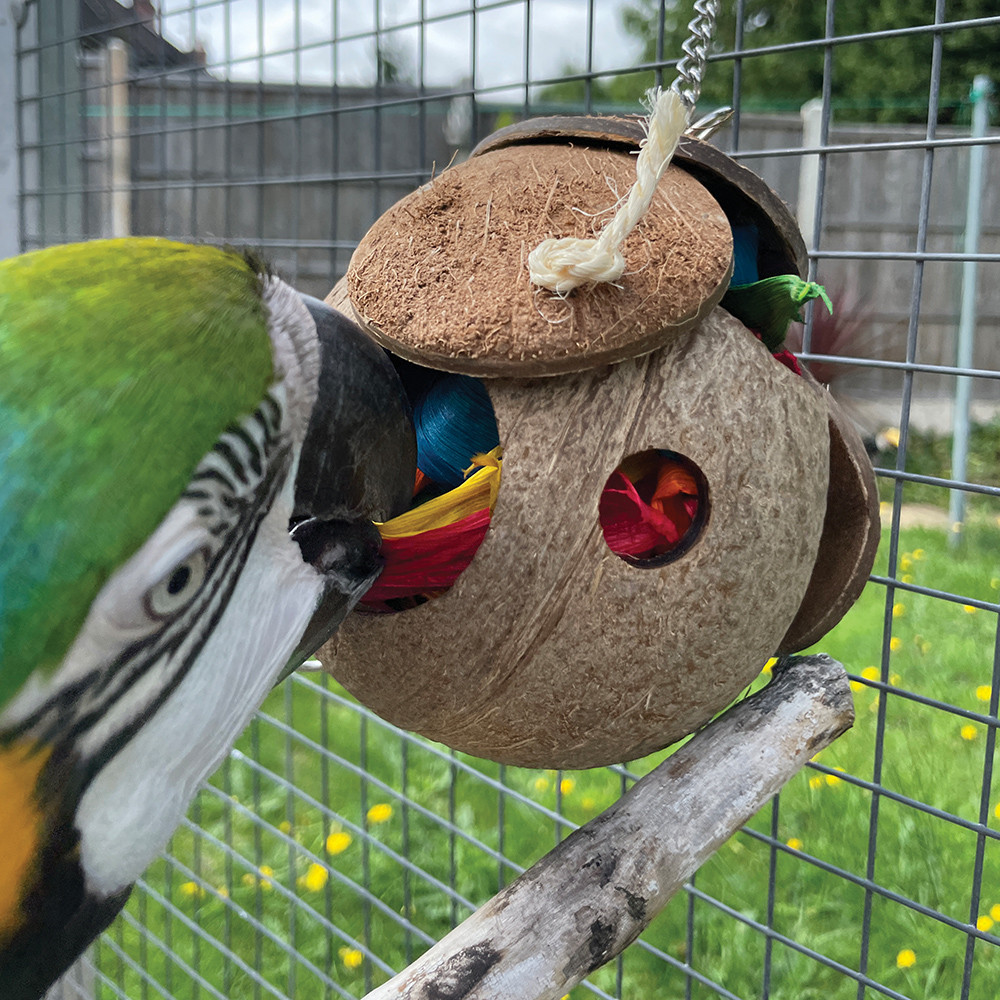 An image of Coco Loco Foraging Parrot Toy