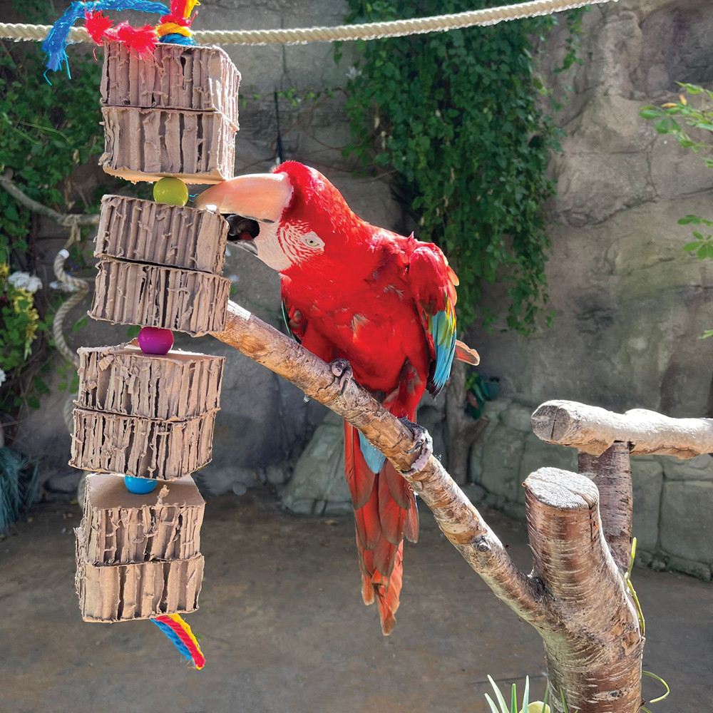 An image of Blocks & Knots Chunky Cardboard Parrot Toy - Large