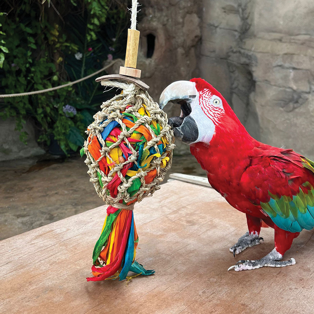 An image of Catch of the Day Parrot Toy - Large