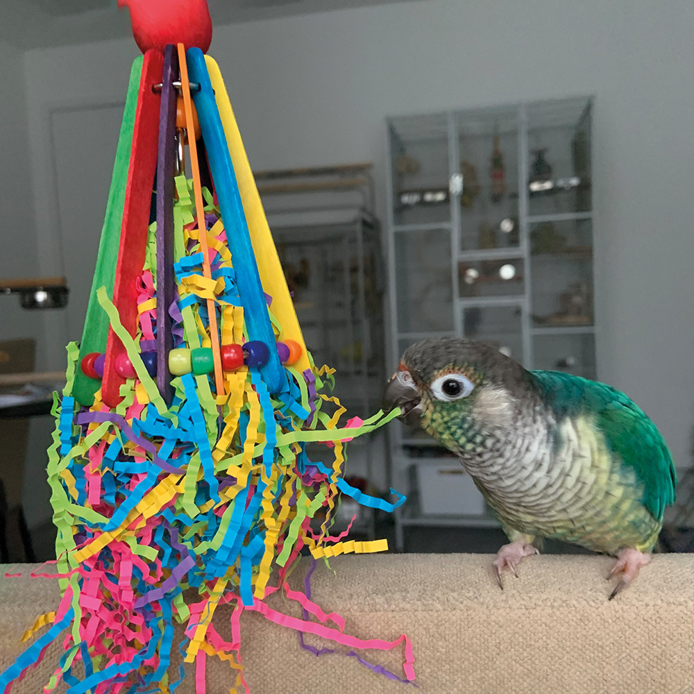 An image of Hatchday Hat Chewable Foraging Parrot Toy