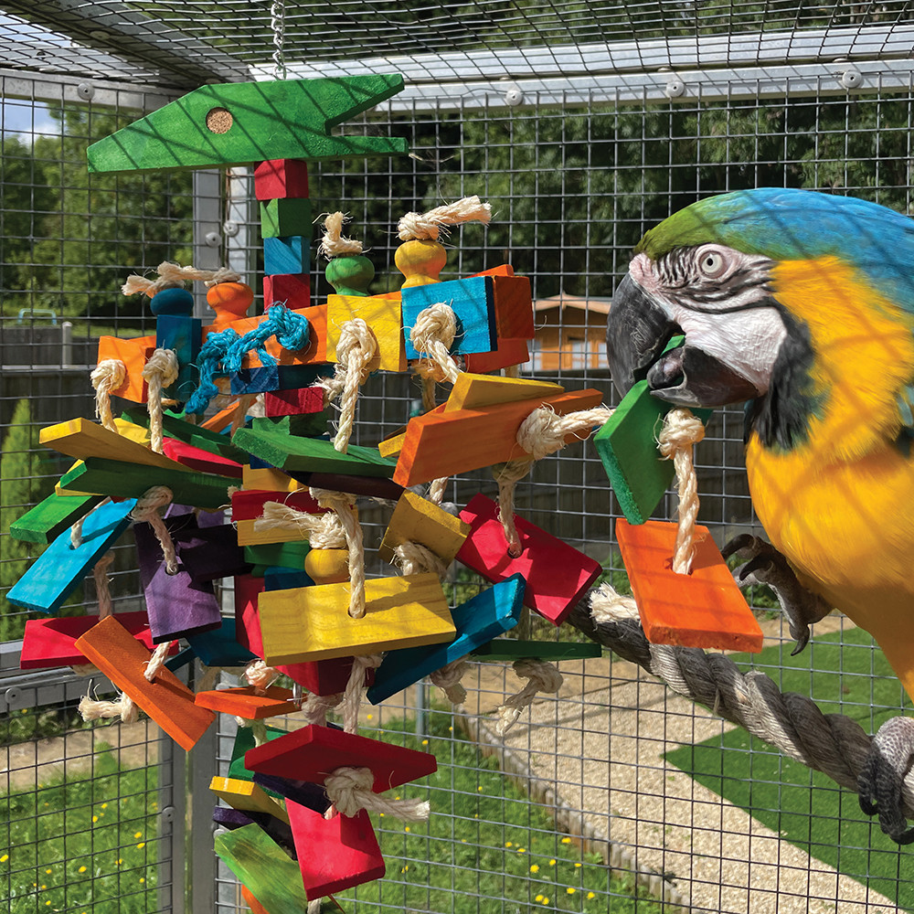 An image of Pterodactyl Parrot Toy