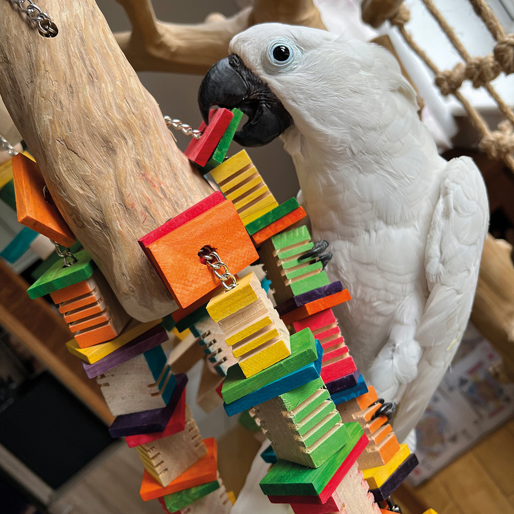 An image of Mega Groovy Trunk Parrot Toy