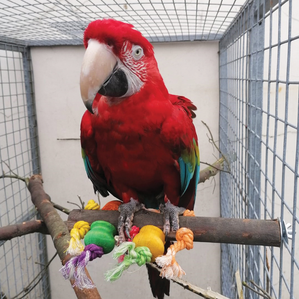 An image of Preening Perch Wood & Rope Parrot Toy