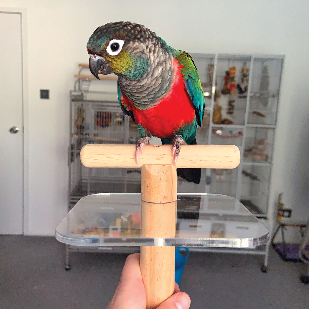 An image of The Pal Perch Portable Training Parrot Perch