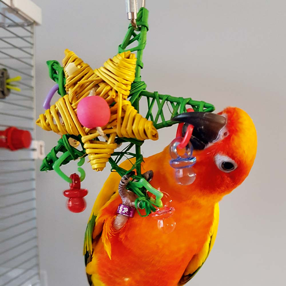 An image of Christmas Star Parrot Toy