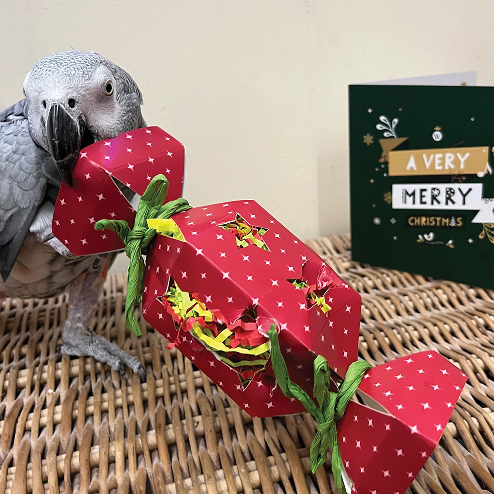 An image of Christmas Cracker Surprise Parrot Toy