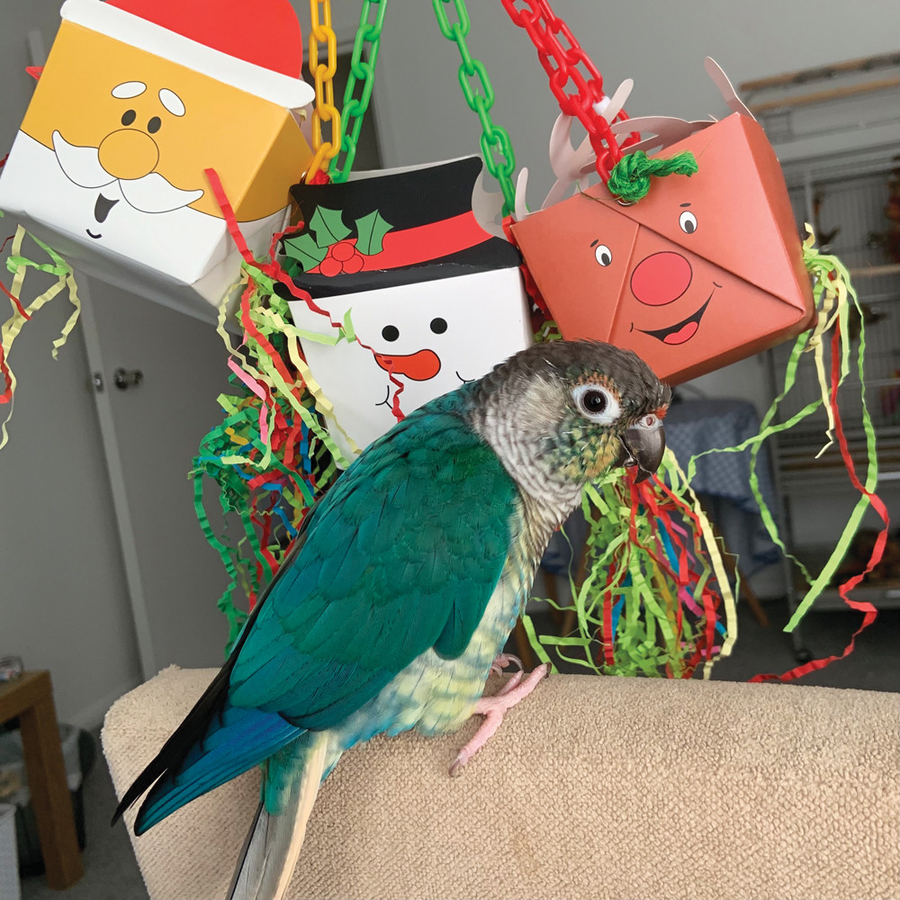 An image of Christmas Foraging Goodie Box Bundle