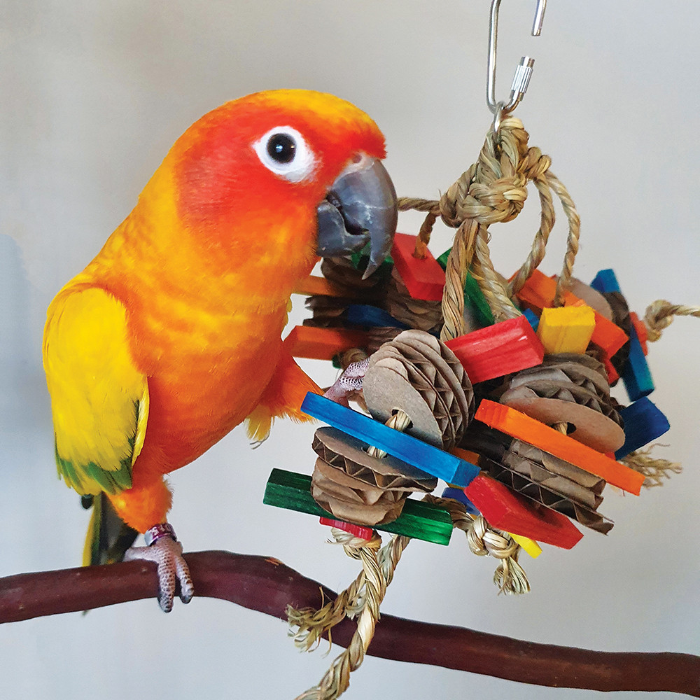 An image of Frizzy Parrot Toy