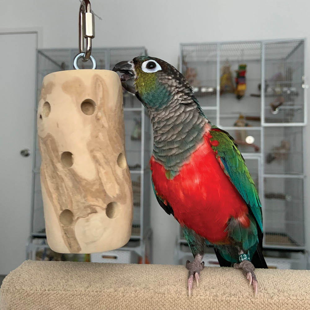 An image of Foraging Rack Parrot Toy