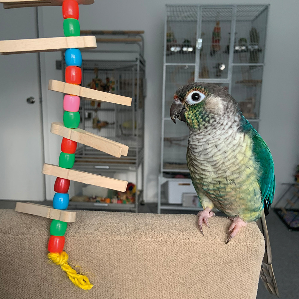 An image of Peg Stacker Parrot Toy Small