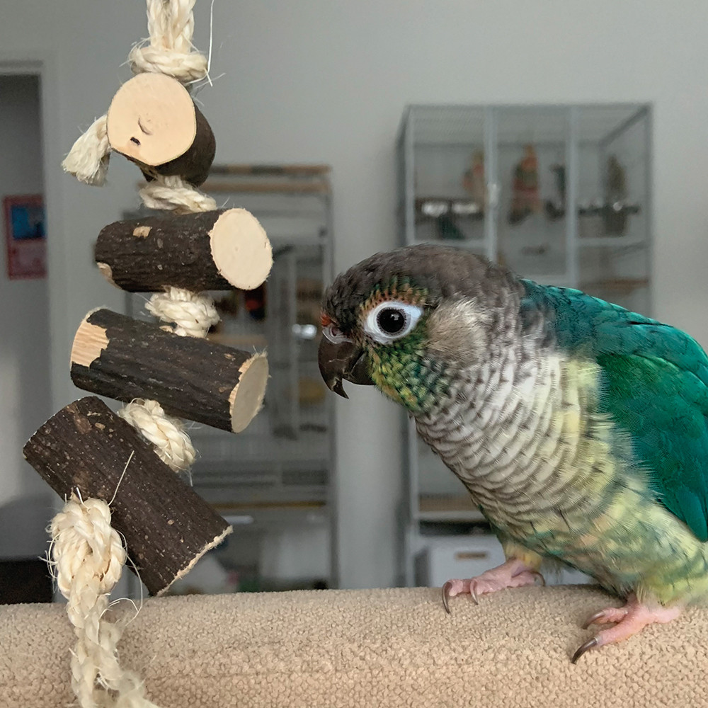 An image of Naturals Log Block Stackers Parrot Toy - Small