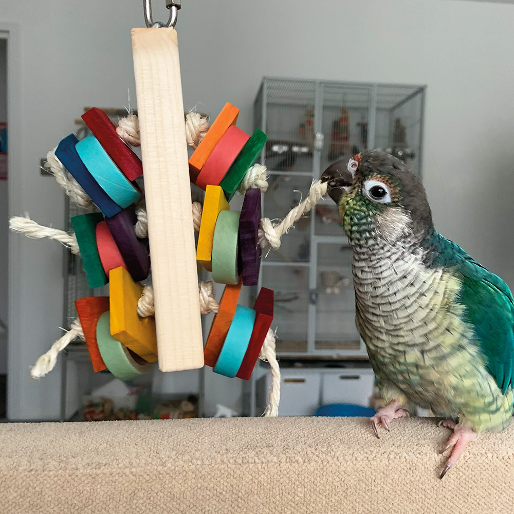An image of Busy Block Parrot Toy Small