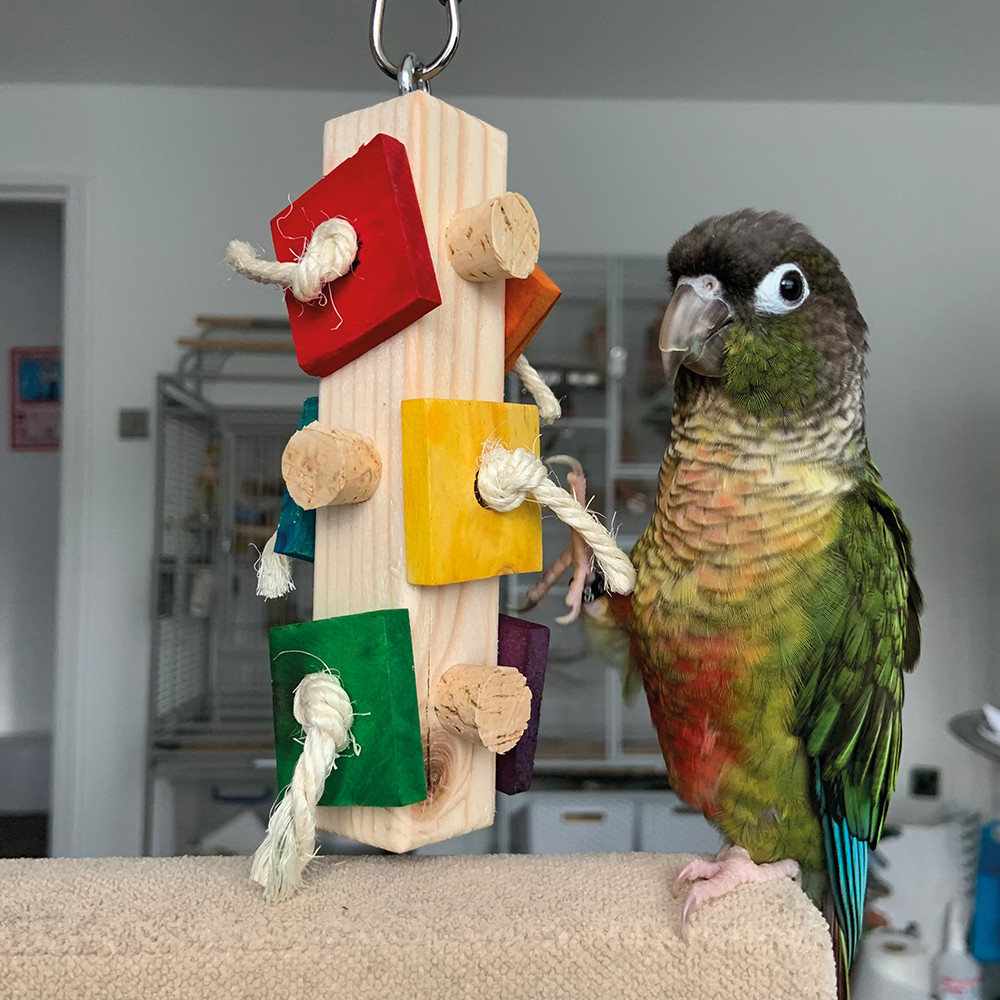 An image of Busy Log Parrot Toy - Small