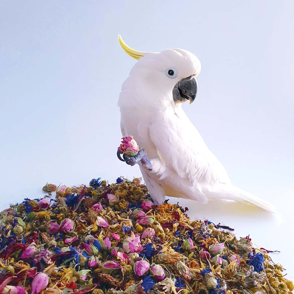 An image of Polly's 100g Natural Simply Floral Complementary Parrot Food