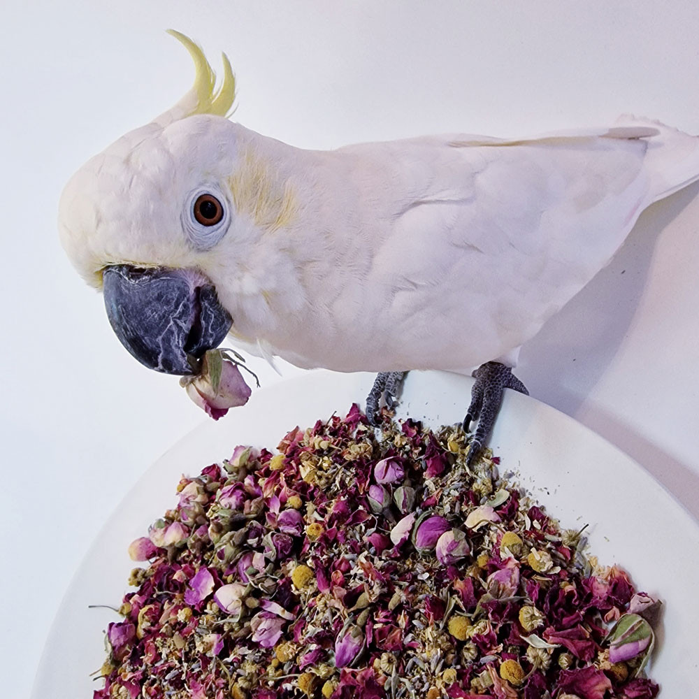 An image of Polly's 70g Natural Floral Calm Complementary Parrot Food