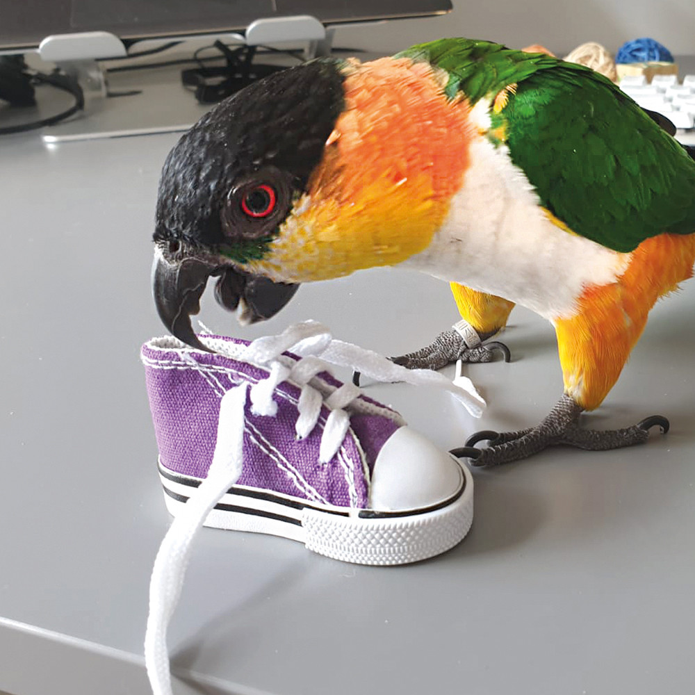 An image of Sneaker Foot Toy For Parrots Single