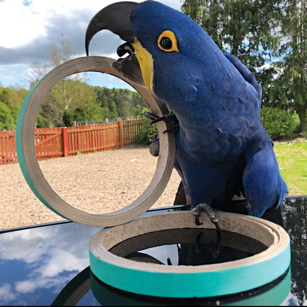 An image of Birdie Bangles Giant Pack of 3