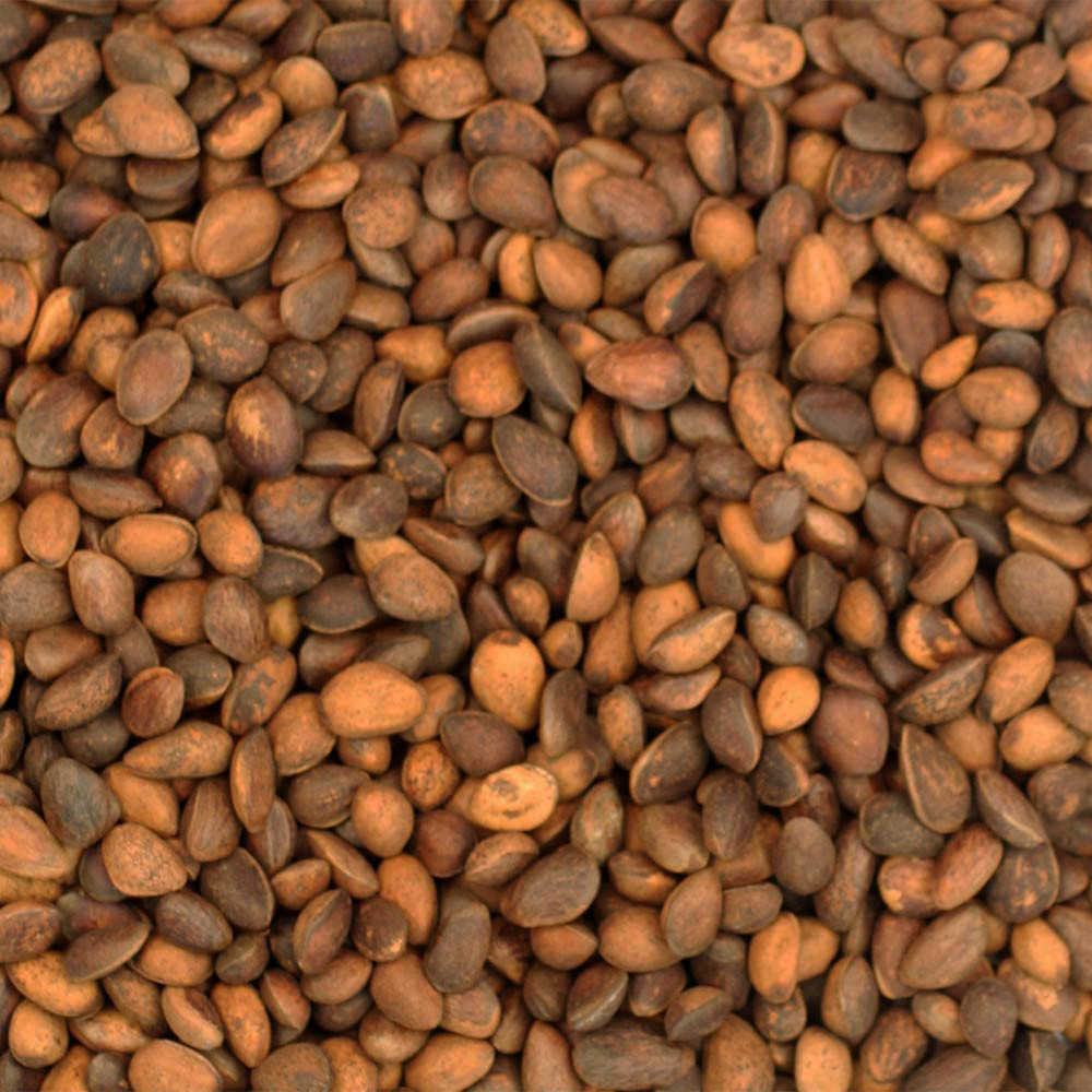 An image of Cedar Nuts Delicious Parrot Treats 200g Pack