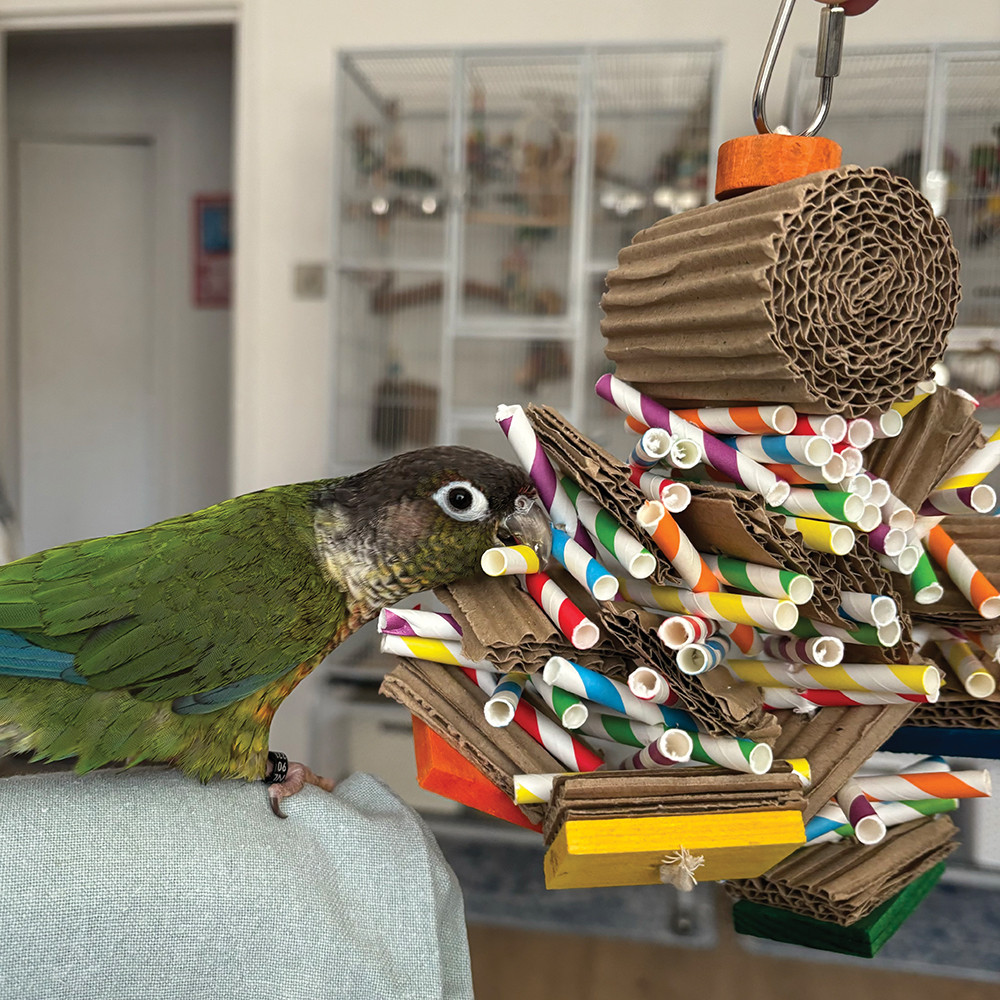 An image of Cyclops Shreddable Paper and Cardboard Parrot Toy