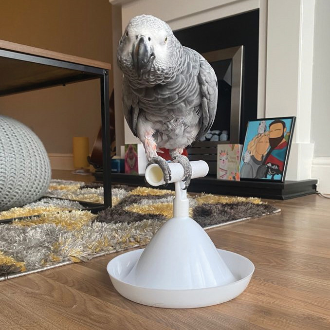 An image of The Percher - Portable Parrot Training Perch