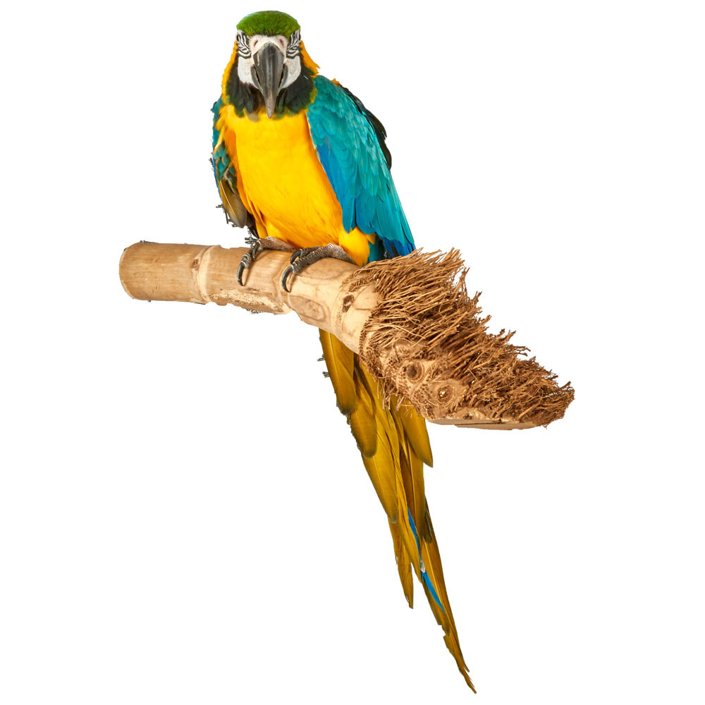 An image of Bamboo Root Wood Natural Parrot Perch Medium