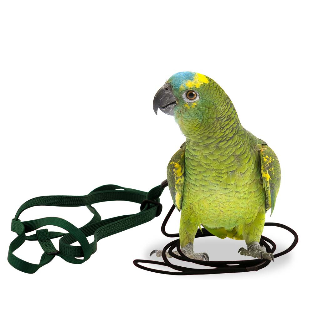 An image of The Aviator Parrot Harness - Small Black