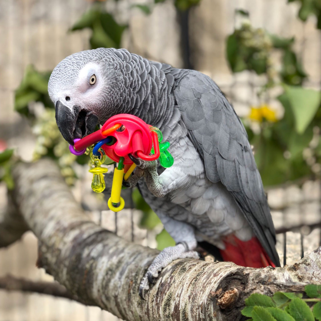 An image of UFO Foot Toy for Parrots