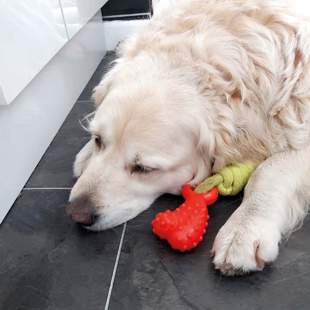 An image of Chase n Chomp Seek-It Comet Treat Bone & Fetch Dog Toy