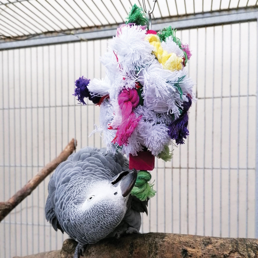 An image of Knotty Preener Parrot Toy - Medium