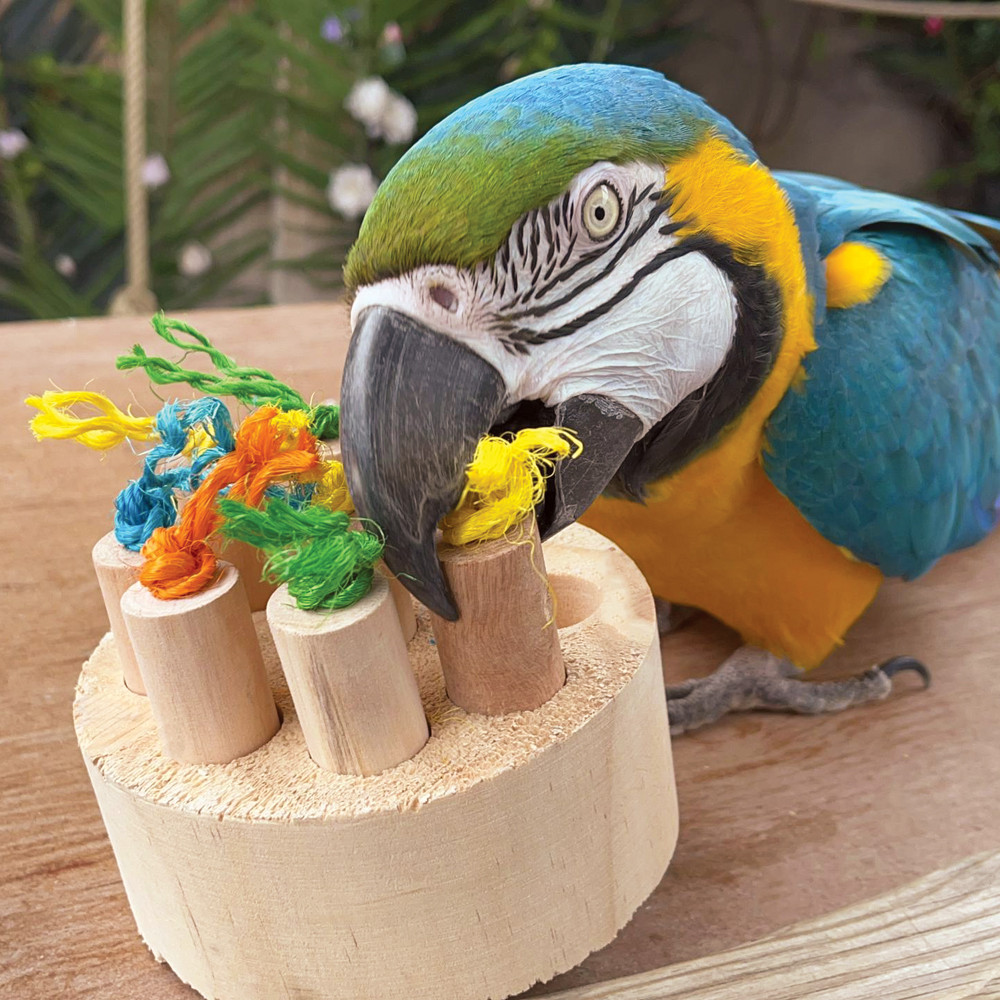 An image of Hide and Treat Puzzle Parrot Toy