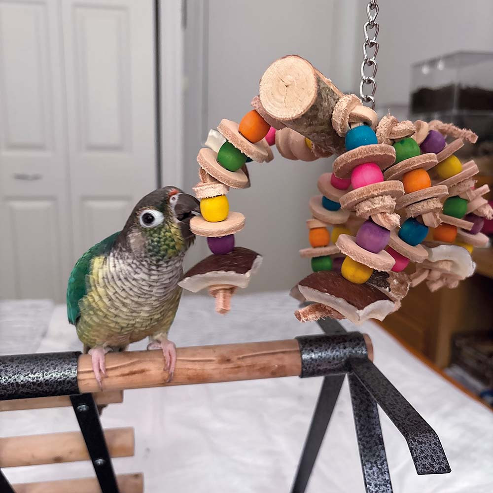 An image of Caterpillar Birch Wood and Leather Parrot Toy